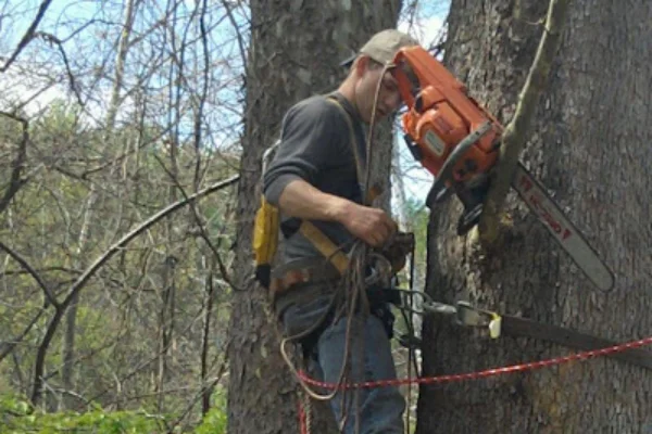 Tree Specialties' other services