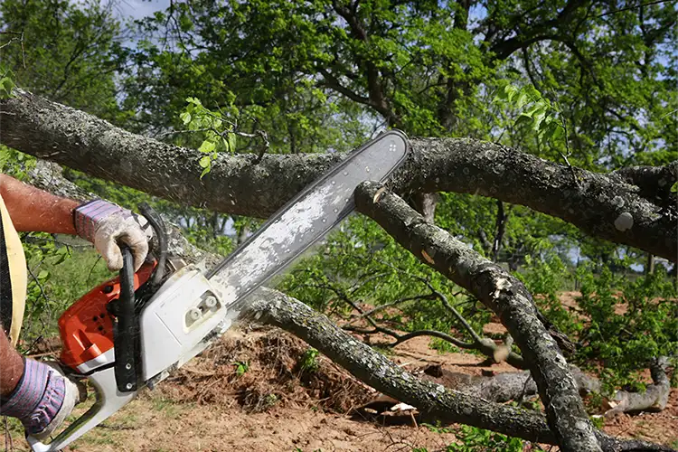 Professional Tree Service