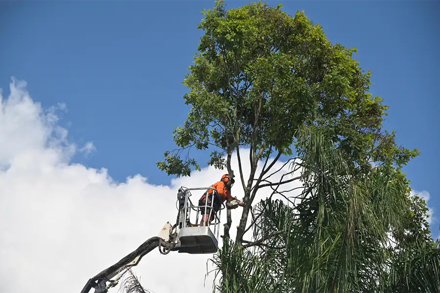 Professional tree service