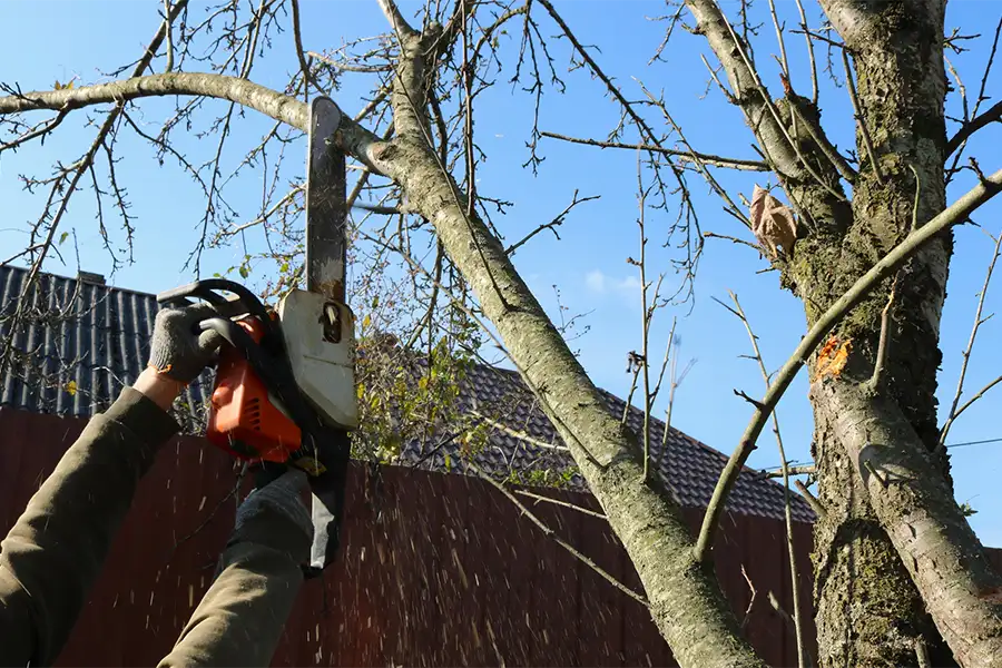 Professional Tree Service