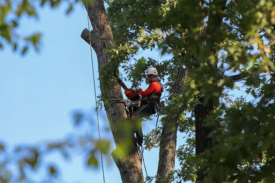 Professional tree expert in Radford, VA