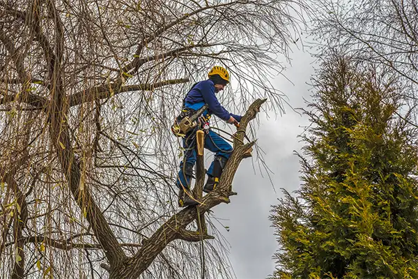 Tree Care in Radford' other services